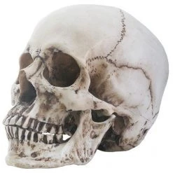 Other Skull Head (Removable Jaw) Housewares