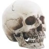 Other Small Skull Head (Removable Jaw) Housewares
