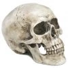 Other Polyresin Skull