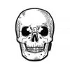 Sourpuss Stickers Anatomical Skull Sticker